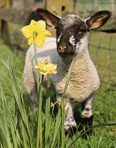 Sheep Lamb and Flowers