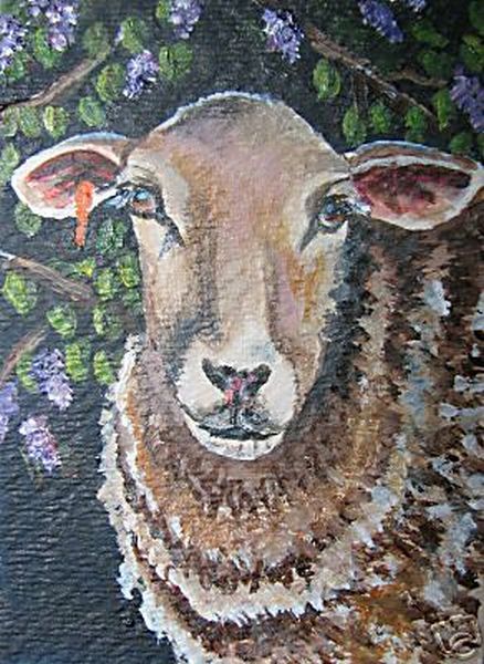 Sheep Lamb Ewe Portrait