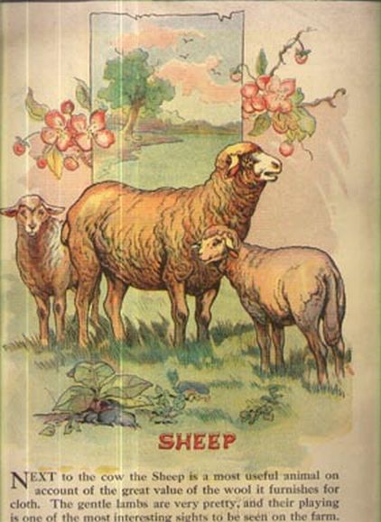 Sheep Litho 1911