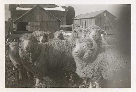 Sheep Looking at Camera