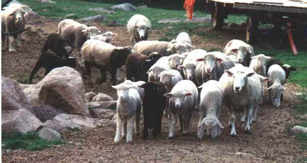 Sheep Looking For Corn