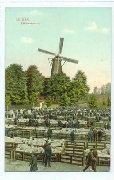 Sheep Market at Leiden