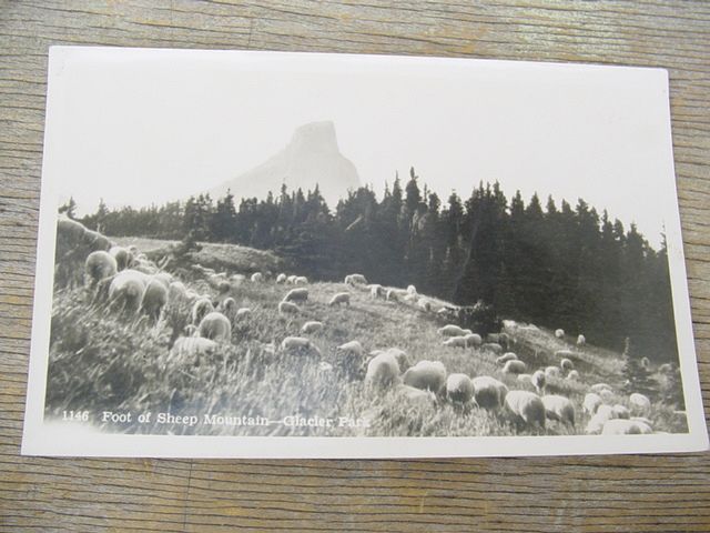 Sheep Mountain Glacier Park Montana