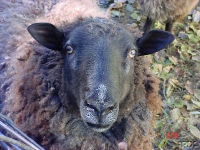 Sheep Named Popa