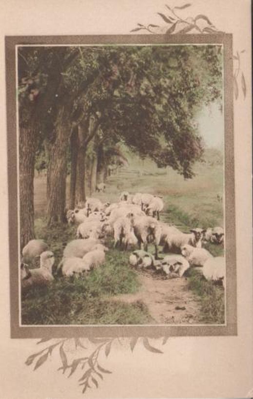 Sheep Nap Time in the Meadow