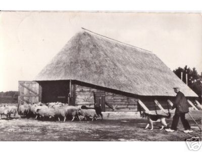 Sheep Near Barn