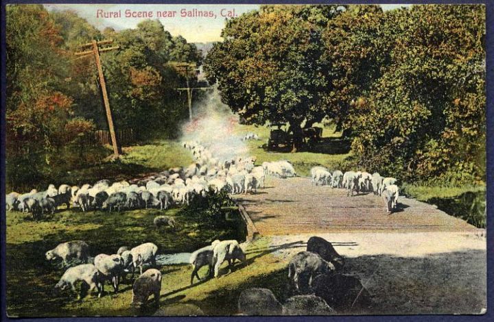 Sheep Near Salinas Ca