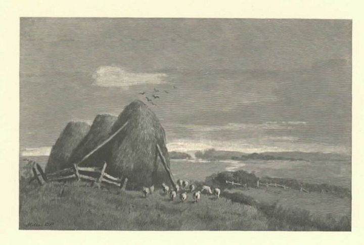 Sheep Next to 3 Huge Haystacks