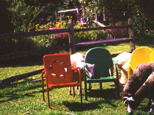 Sheep Next to Chairs