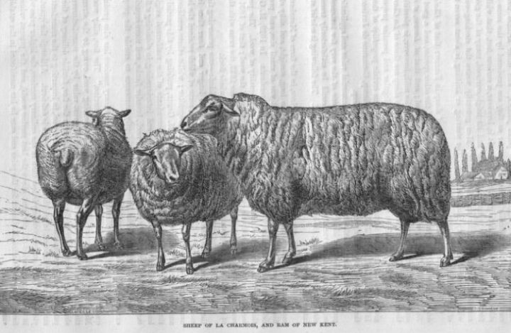 Sheep of Charmois
