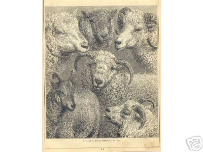 Sheep of the British Isles