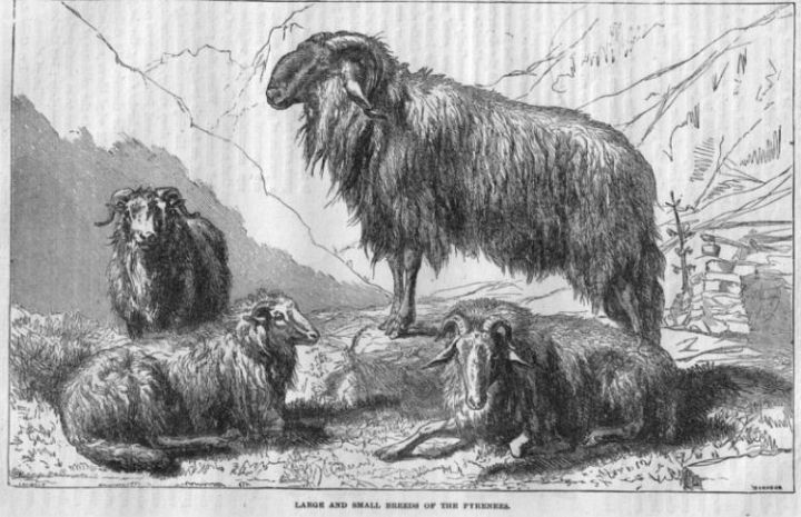 Sheep of the Pyrenees