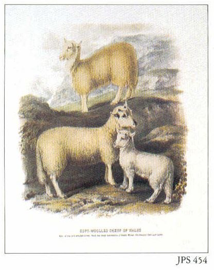 Sheep of Wales