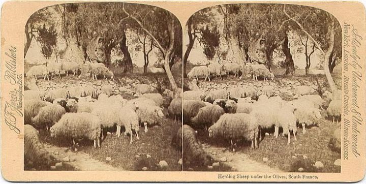 Sheep Olive Trees France