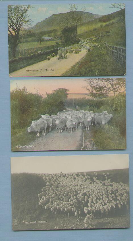 Sheep on a Country Lane B