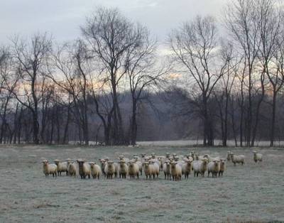 Sheep on a December Morning