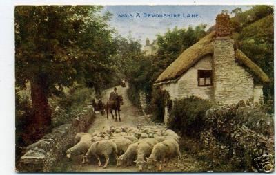 Sheep on a Devonshire Lane