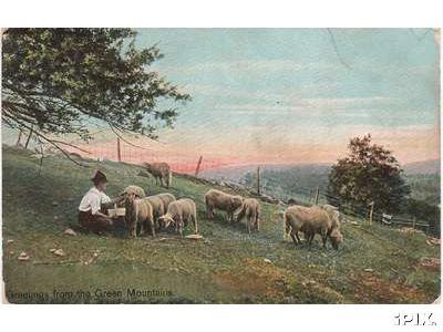 Sheep on a Farm in Vermont