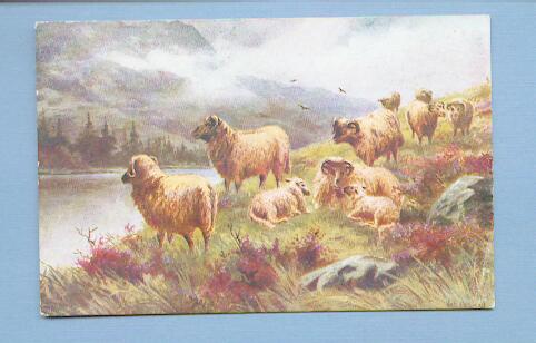 Sheep on a Hillside