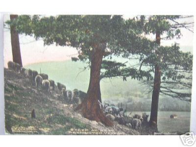 Sheep on a Hillside in Vt