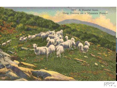 Sheep on a Mountain in Nc