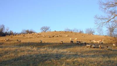 Sheep on a November Evening