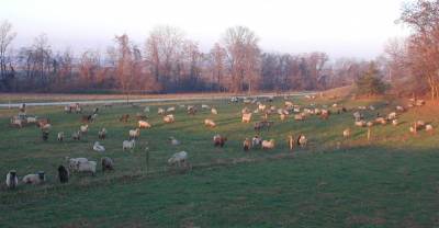 Sheep on a November Morning