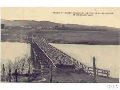 Sheep on Bridge