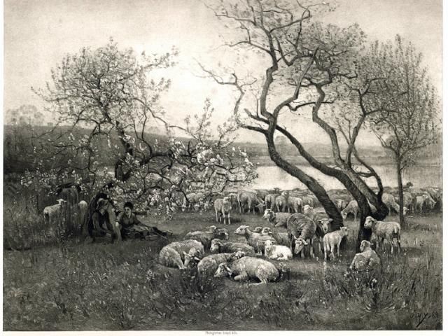 Sheep on May Morning