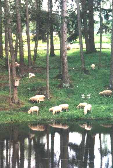 Sheep on Reflection Farm in Wa