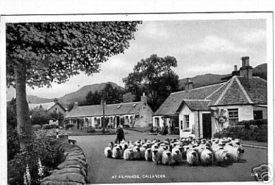 Sheep on Road at Kilmahog Callander