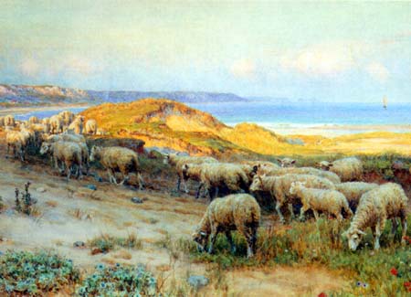 Sheep on Sand Dunes B