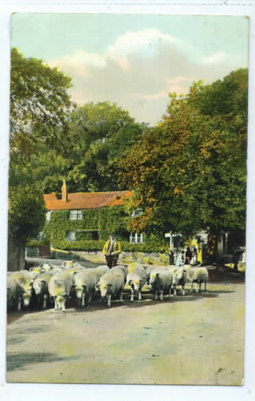 Sheep on Sussex Lane