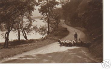 Sheep on the Bluff Road Over Water