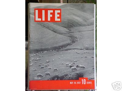 Sheep on the Cover of Life