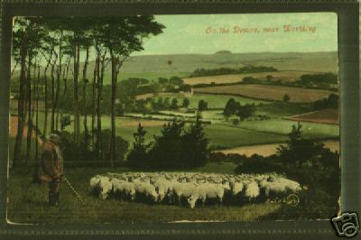 Sheep on the Downs Near Worthington