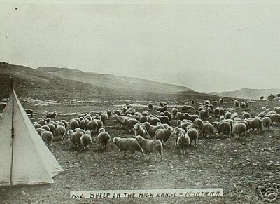 Sheep on the High Range in Mt