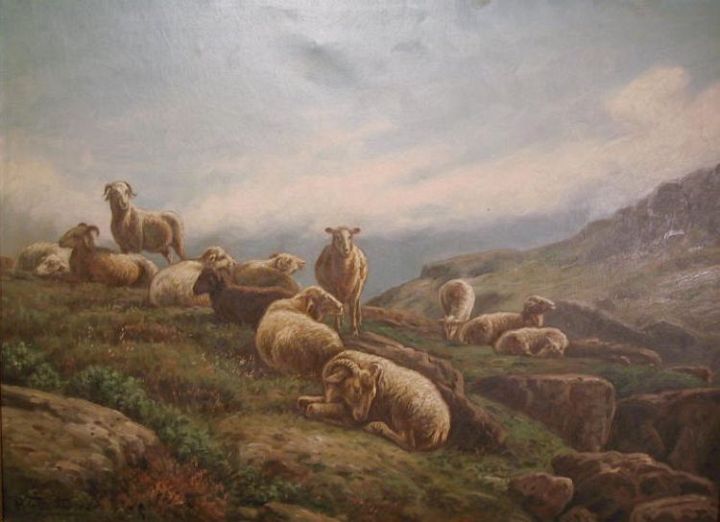 Sheep on the Mountain Top