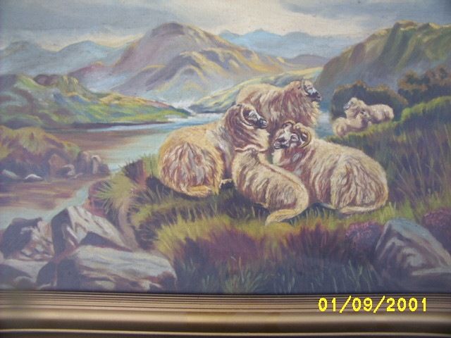 Sheep on the Peninsula