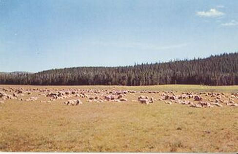 Sheep on the Range