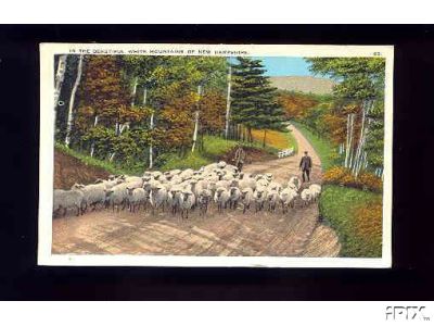 Sheep on the Road2