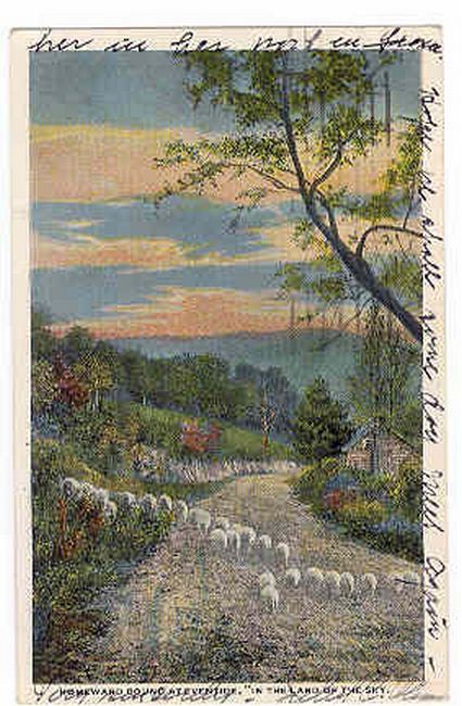 Sheep on the Road at Eventide