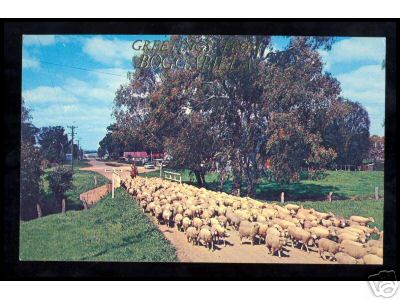 Sheep on the Road in Australia