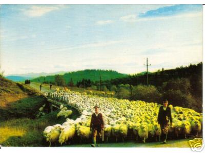 Sheep on the Road in Poland