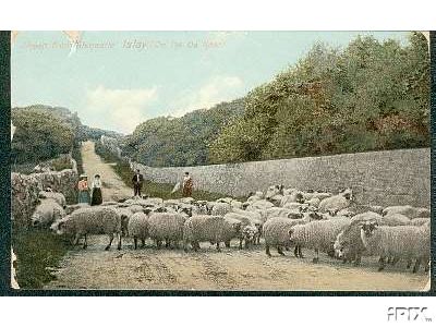 Sheep on the Road in Scotland