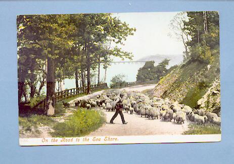 Sheep on the Road to the Seashore