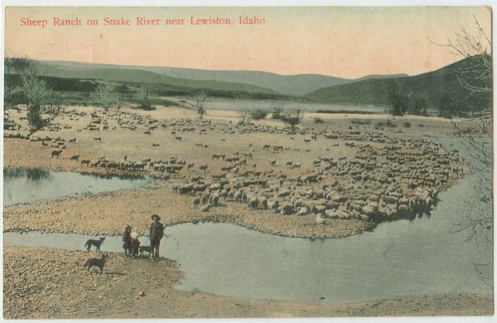 Sheep on the Snake River