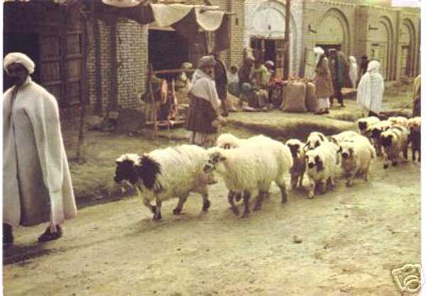 Sheep on the Street in Kandahar Afghanistian