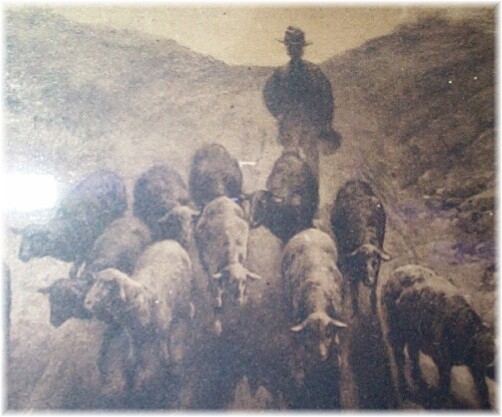 Sheep on Their Way Home