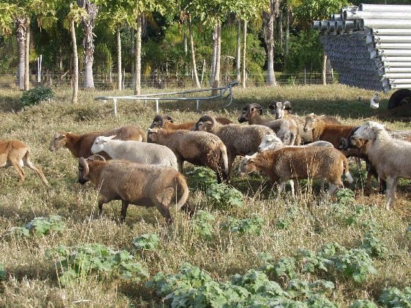 Sheep on Their Way to Pasture